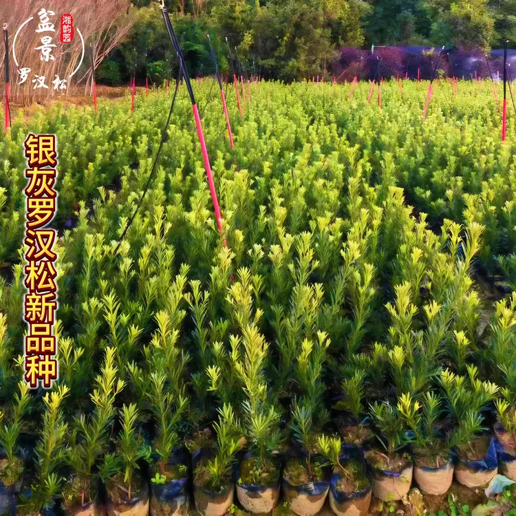 爆款银灰罗汉松树苗四季常绿阳台盆栽庭院绿植新品种原盆原土包邮