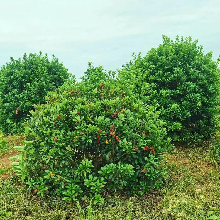 东魁杨梅苗/庭院绿植/盆景老桩/别墅庭院/阳台盆栽