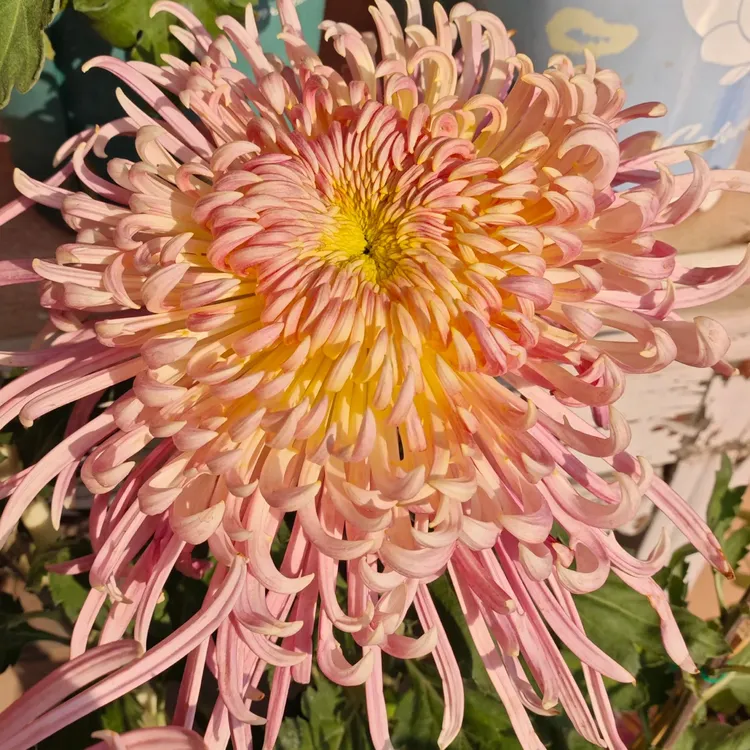 【盘龙宝翊】9月大菊花耐寒耐热好养庭院室内都可以种植