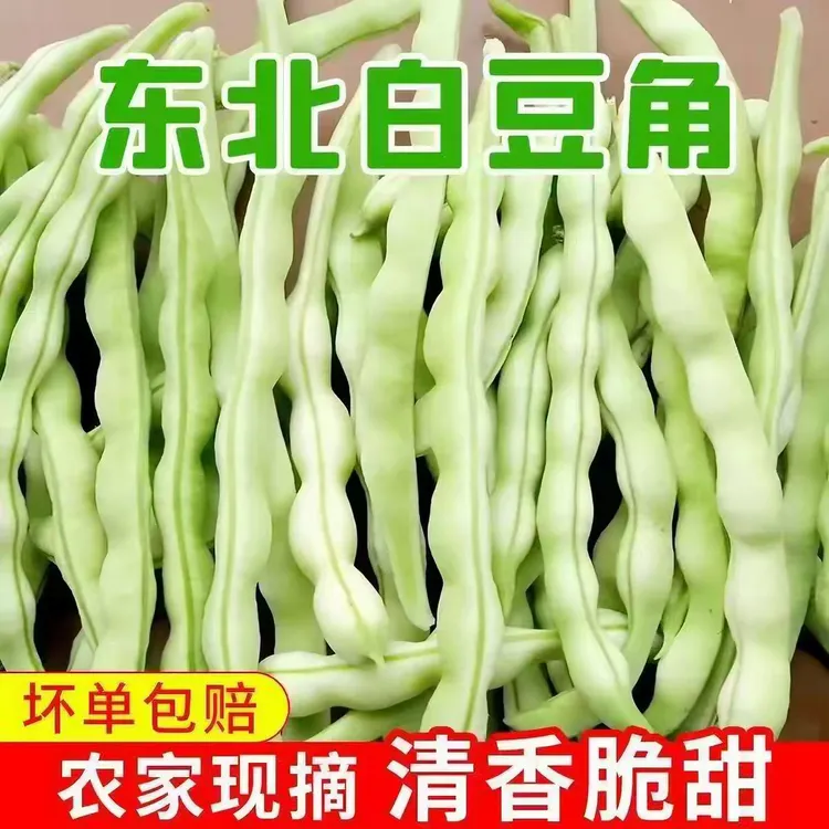 白豆角东北长豆角新鲜蔬菜芸豆白大架当季白不老芸豆四季豆现摘商品图