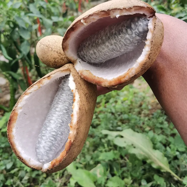 贵州现摘八月瓜八月炸香甜软糯稀有水果