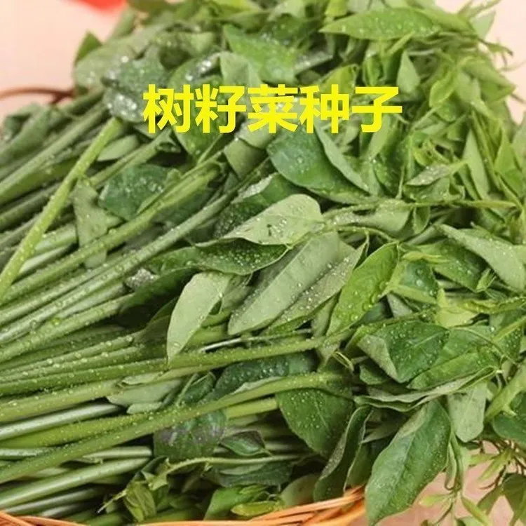 【树籽菜种子】树籽菜种子五指山野菜