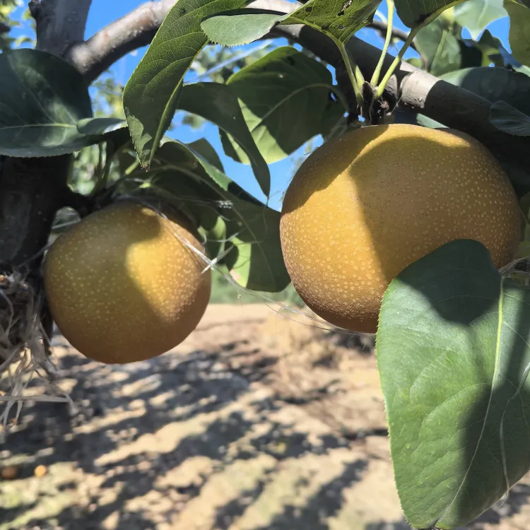 静海罗各庄-秋月梨-皮薄肉细没有渣-净重5-8斤 京东包邮