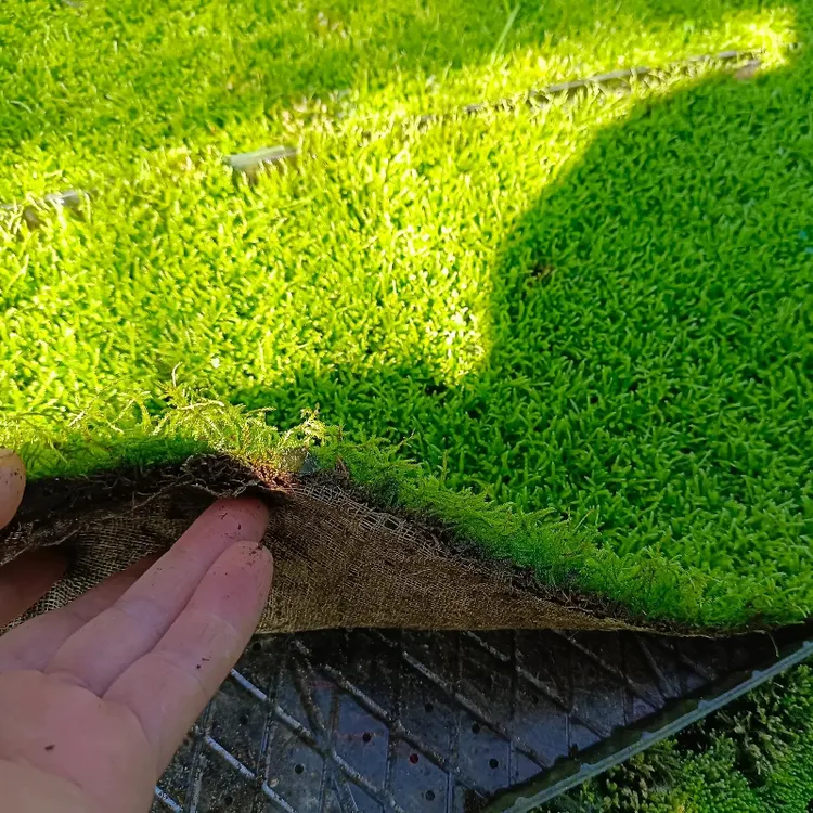 花盆用专用苔藓青苔铺面鲜活苔藓青苔铺面小灰藓搭配庭院盆景盆栽
