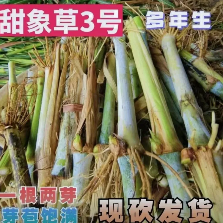 耐寒多年生牧草王甜象草皇竹草巨菌草无绒毛高产现砍现发保质保量