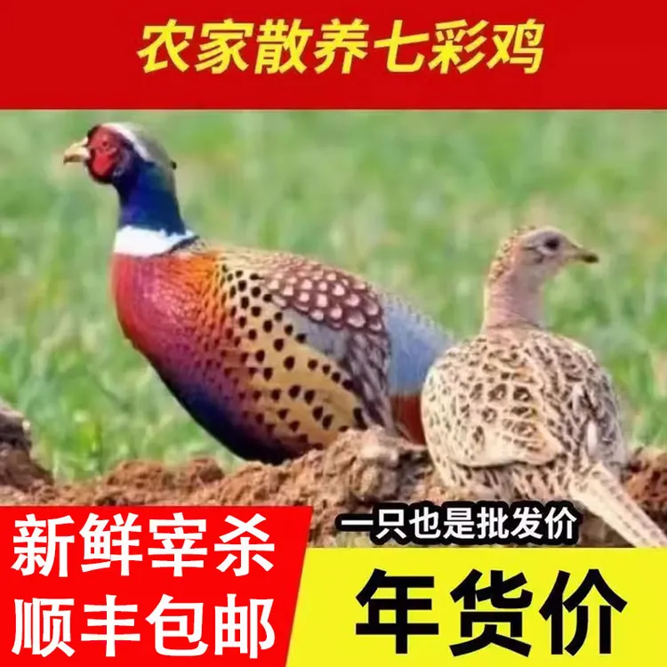 农家七彩山鸡新鲜山鸡肉老母鸡土鸡 1只野山鸡【2.2-2.5斤】