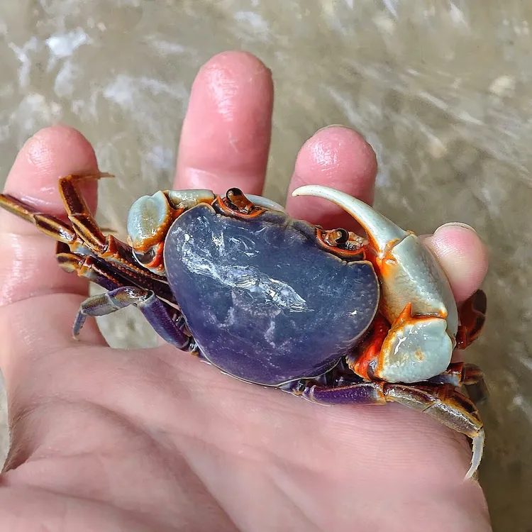 南海溪蟹蓝尖肢淡水观赏蟹可作桌面宠物耐养适合造景好养易活稀有
