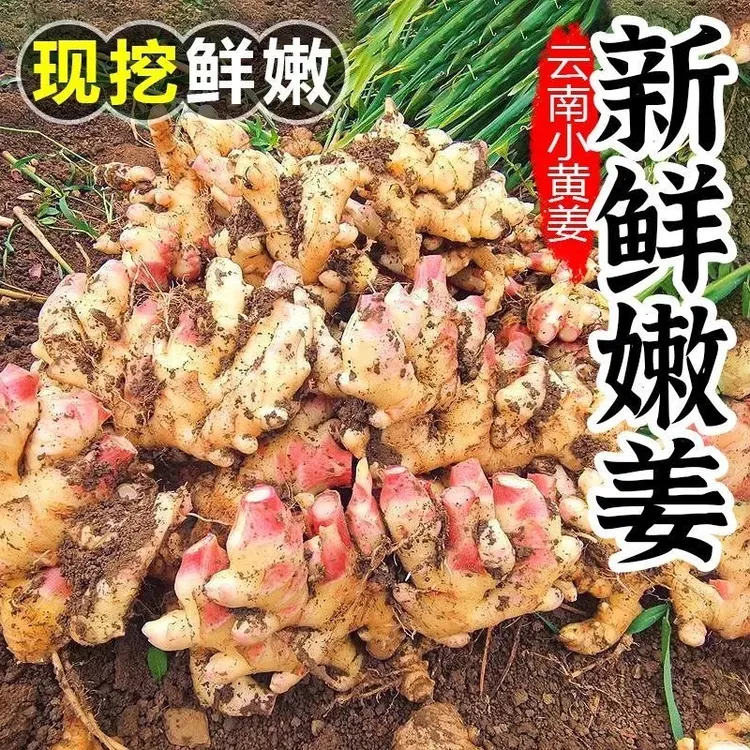 云南头茬新鲜现挖小黄姜新姜嫩姜辛辣浓郁适合泡姜炒菜佳品