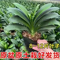 好养君子兰花卉室内盆栽绿植四季常青客厅吸甲醛