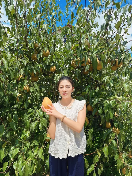 正宗苍溪雪梨（施家梨）脆甜多汁应季新鲜水果 现摘现发