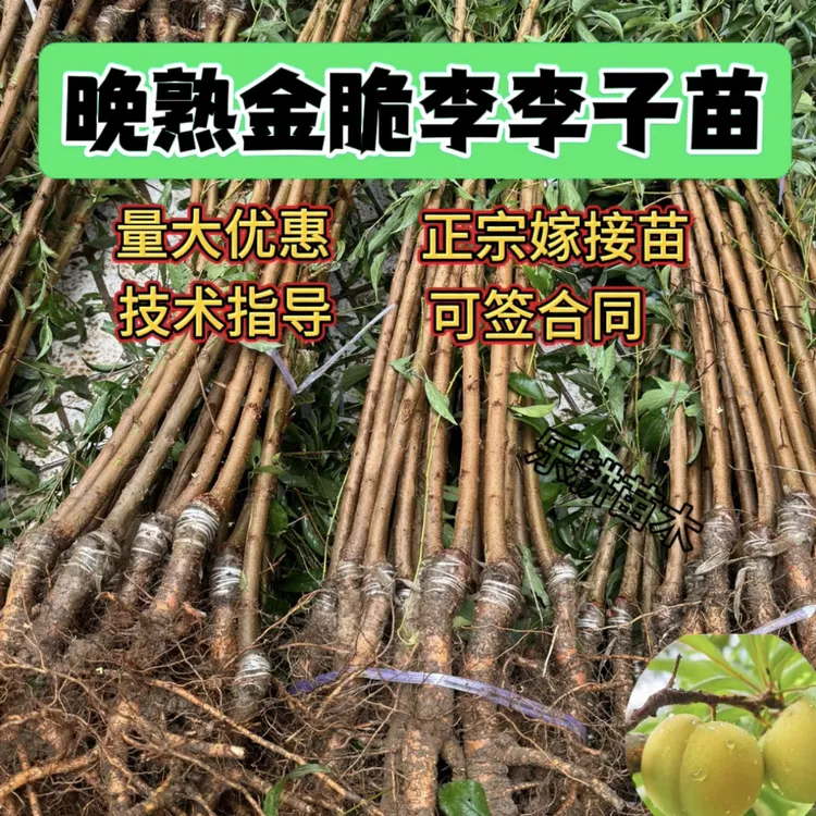 晚熟金晚脆李树苗晚脆李嫁接苗