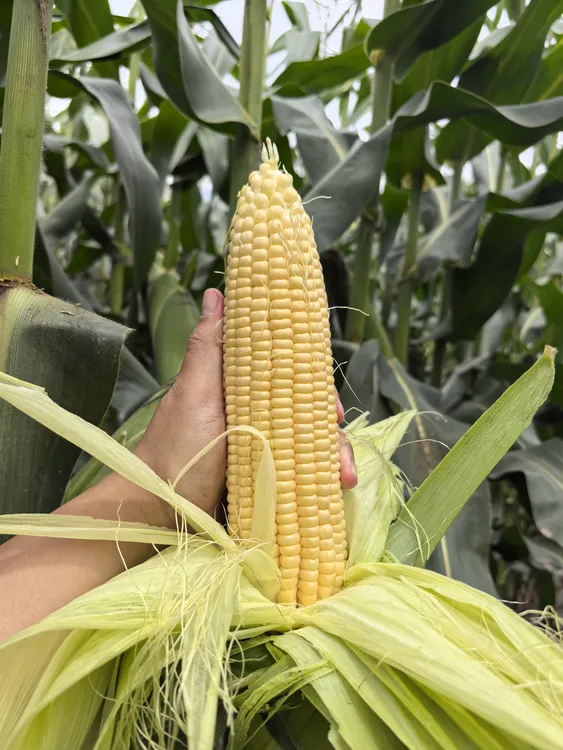 农民自种云南高山露天水果玉米现摘现发