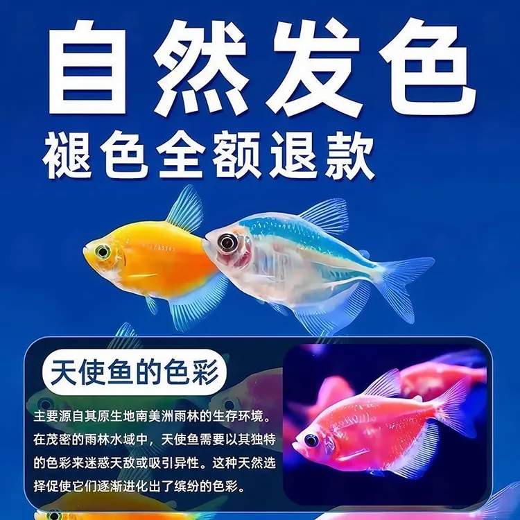 精品特大号天使鱼渔场直发小型热带观赏鱼颜色丰富群游好养适合