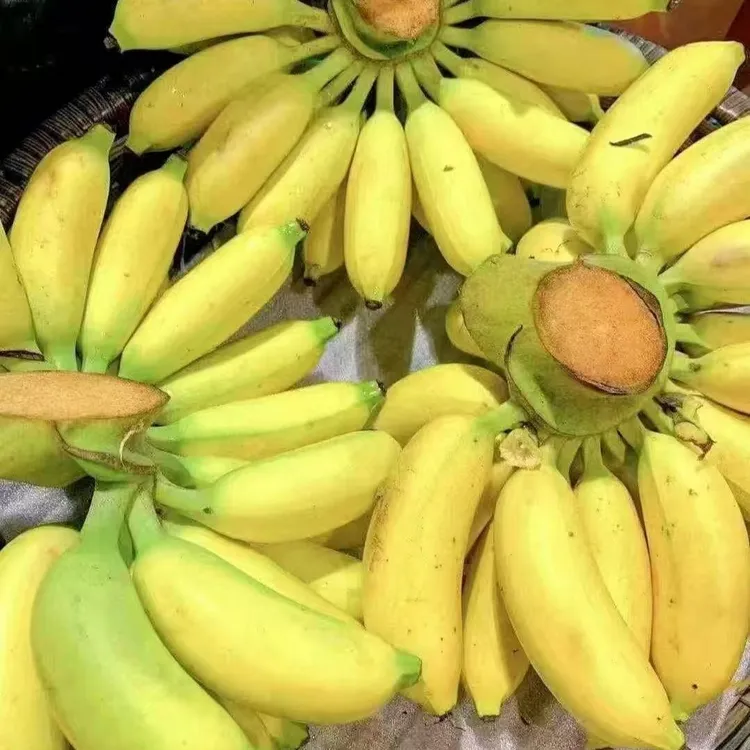 海南皇帝蕉25年应季网红水果薄皮甜糯皇帝蕉香甜软糯无添加自然熟