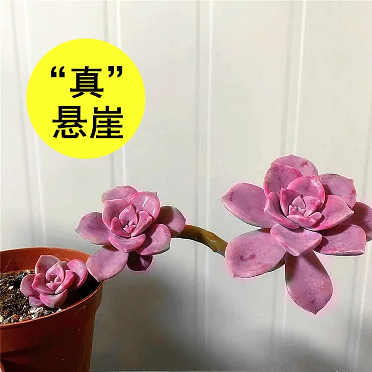 紫乐多肉老桩多肉植物精品绿植花大棵室内小盆栽肉肉花卉稀有品种