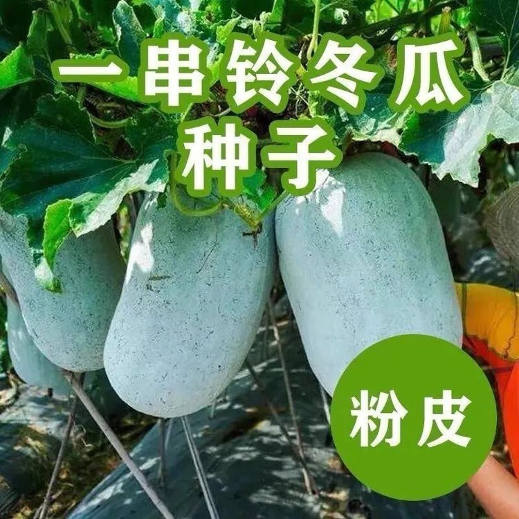 【一串铃冬瓜种子】粉皮小冬瓜种籽四季阳台春季庭院种植蔬菜种子