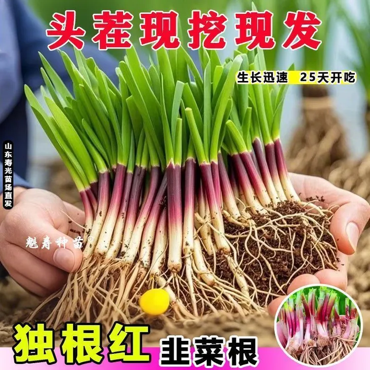 【高产韭菜】紫红根韭菜批发宽叶头茬韭菜根新鲜四季阳台庭院耐寒