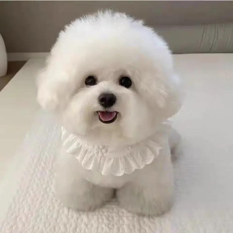 【盛源萌宠】 活体狗狗
