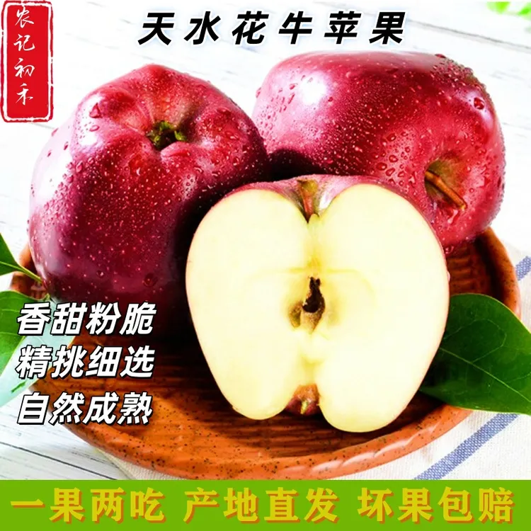 甘肃天水花牛苹果蛇果新鲜采摘脆粉两吃当季水果现摘现发