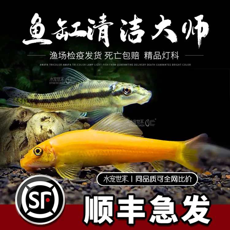 金苔鼠鱼活体淡水热带观赏鱼清道夫青苔鼠鱼缸红色工具鱼除藻底栖