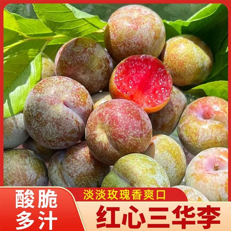 加急发货正宗广西三华李精选红心李子现摘酸甜肉厚红李子大果新鲜