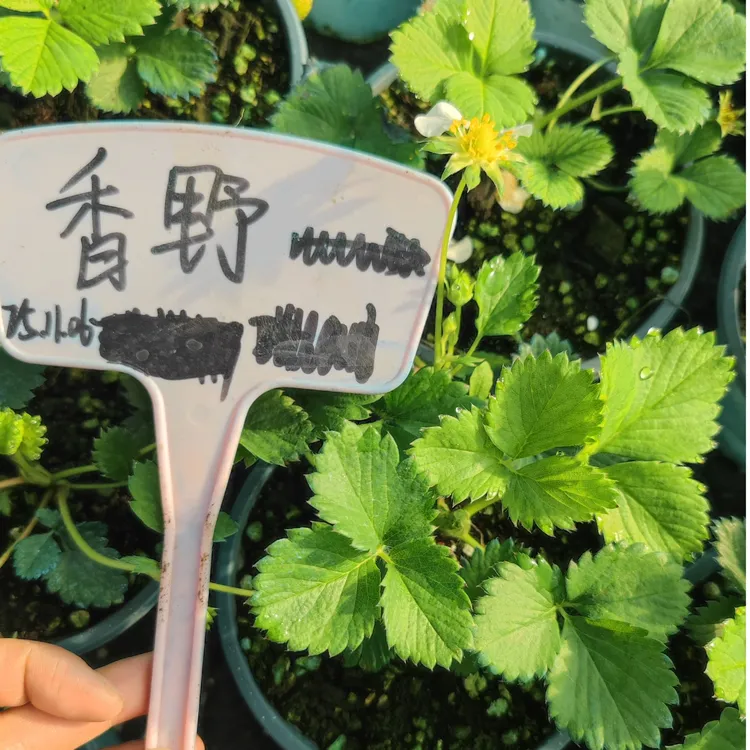 100跟120规格盆栽草莓阳台首选