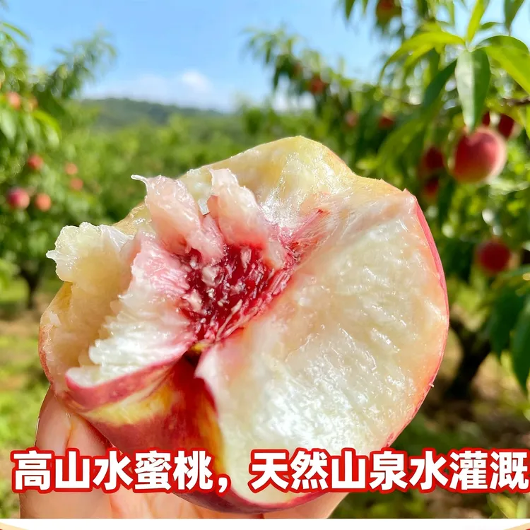 新鲜水蜜桃金秋红蜜蒙阴蜜桃新鲜现摘