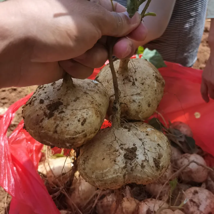 6贵州特产新鲜现挖地萝卜凉薯沙葛白地瓜嘎嘣脆口感清甜