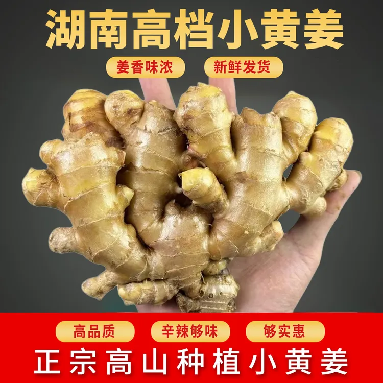 【高档级】湖南小黄姜特级高山新鲜生姜老姜批发正宗老黄姜产地直销