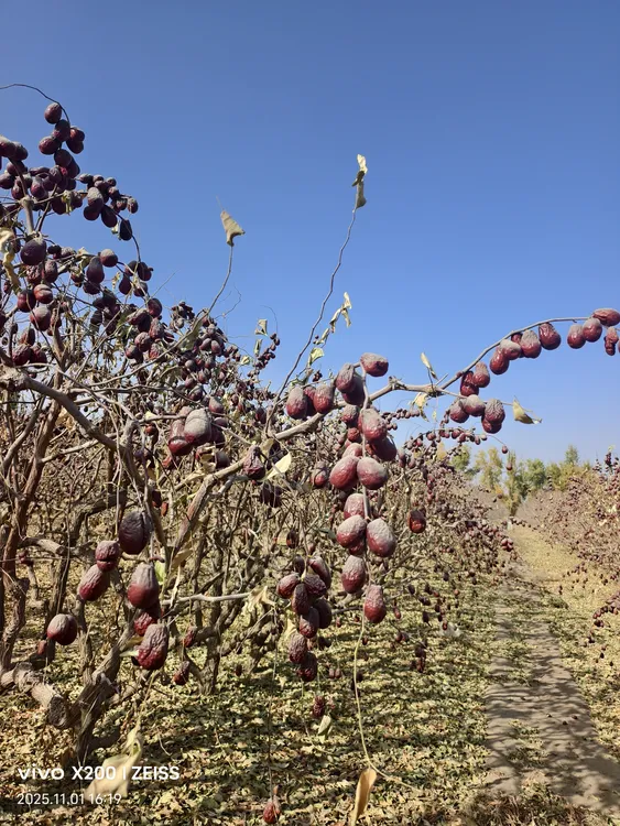 新疆和田精品大枣二三级产地直发