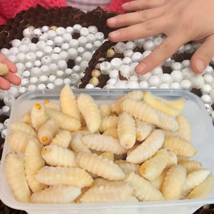 新鲜纯白土蜂金环虎头蜂蛹地蜂现挖鲜活冻马蜂蛹生鲜昆虫