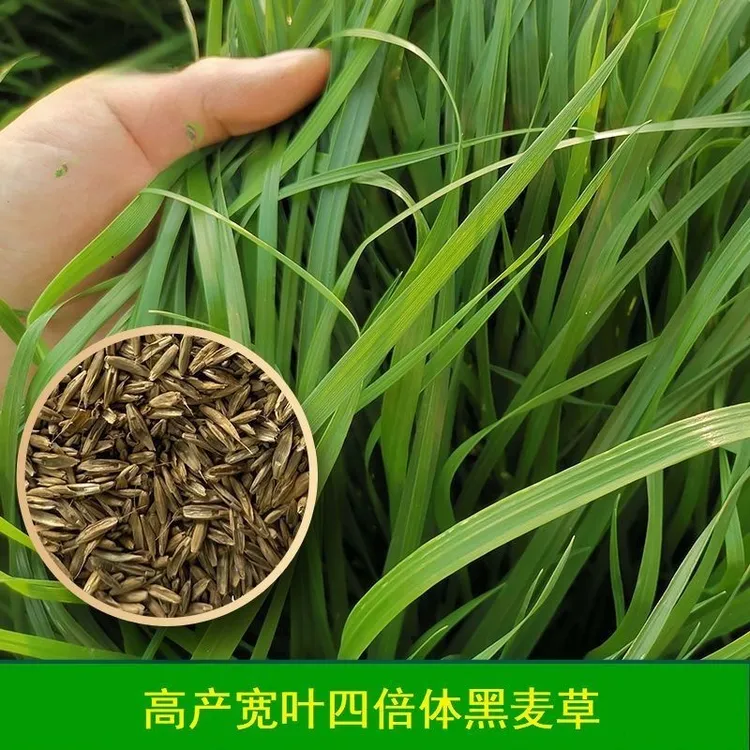 【黑麦草种子】四季春季冬季种植阳台小院盆栽蔬菜种子