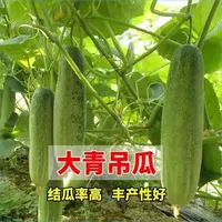 【满五包包邮】花青大吊瓜种子春夏季大青瓜耐热旱黄瓜种籽四季蔬菜