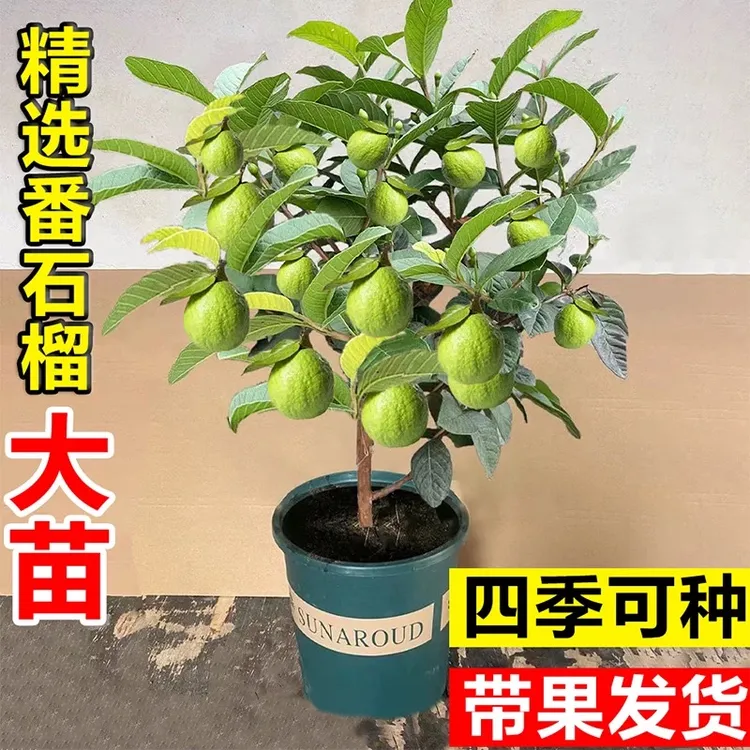 番石榴树苗西瓜芭乐白心芭乐台湾四季番石榴嫁接果树苗当年结果带