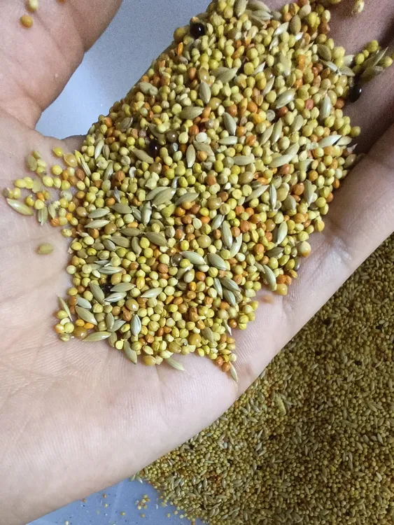 增肥虎皮鹦鹉大头鹦鹉混合粮种子粮