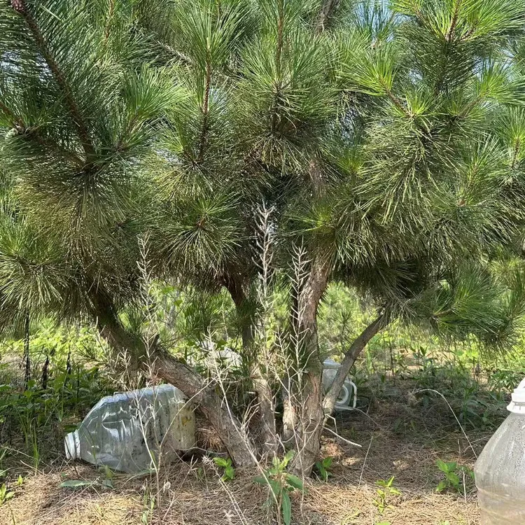 丛生黑松，一物一拍