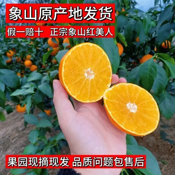 象山原产地发货象山红美人橘子老树果带叶现摘现发顺丰包邮