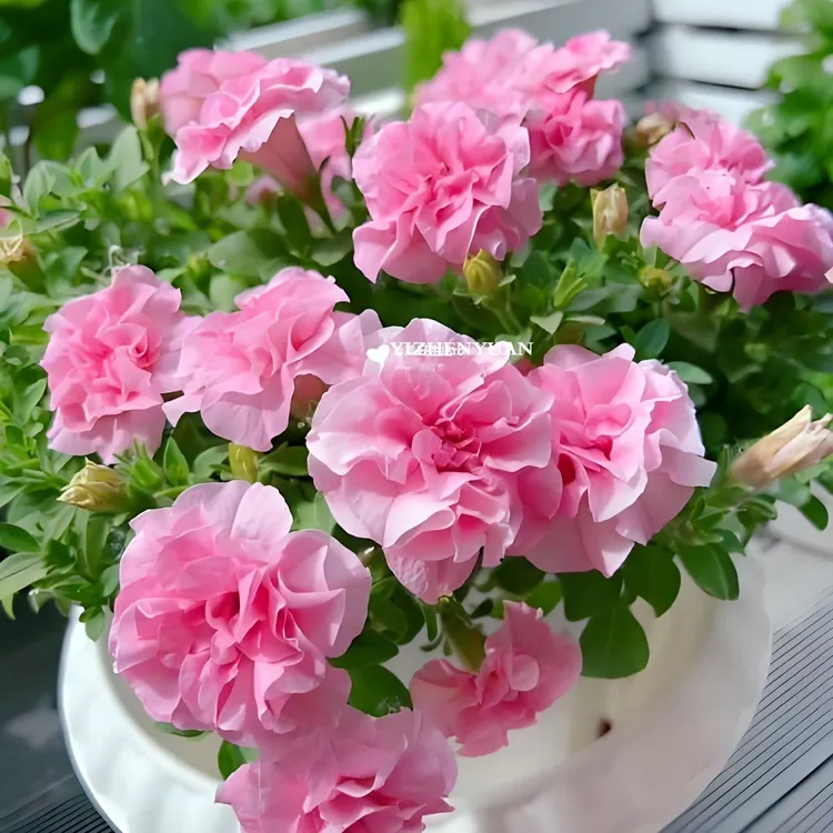 重瓣矮牵牛13厘米盆维多利亚黑珍珠安娜紫罗兰苏糖薄荷