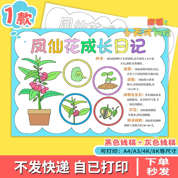 凤仙花自然笔记植物生长日记记录手抄报电子版小报模板x261