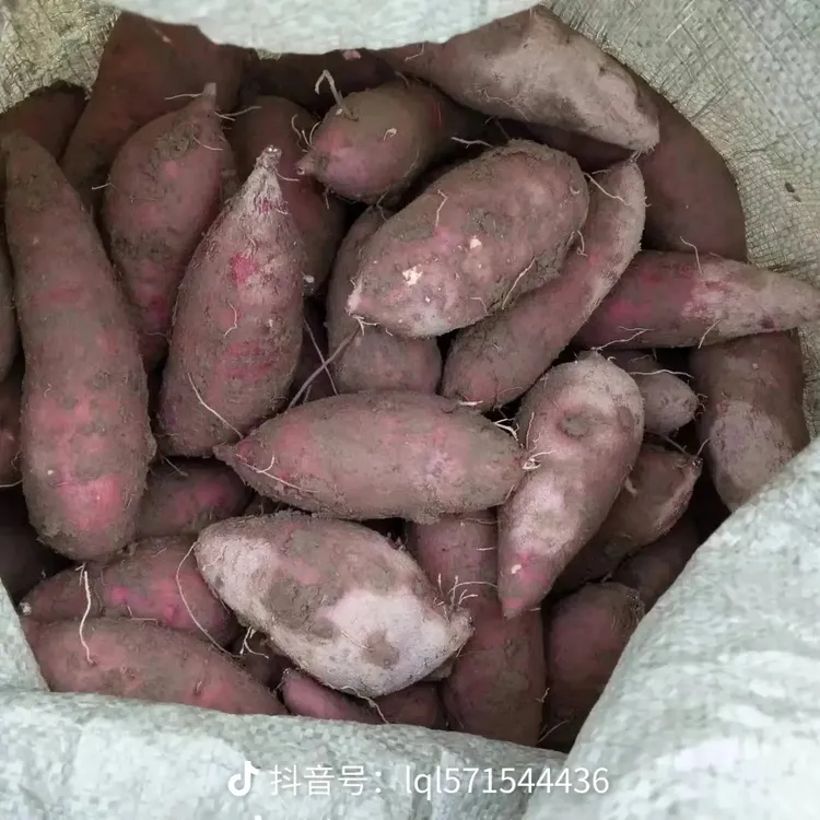 九点五斤农家红番薯粉糯香甜 轻微磕碰断裂不影响食用