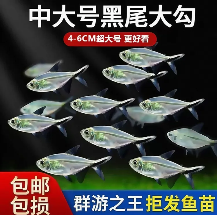【大号黑尾大勾】京东快递包邮上门新手好养群游鱼无需打氧