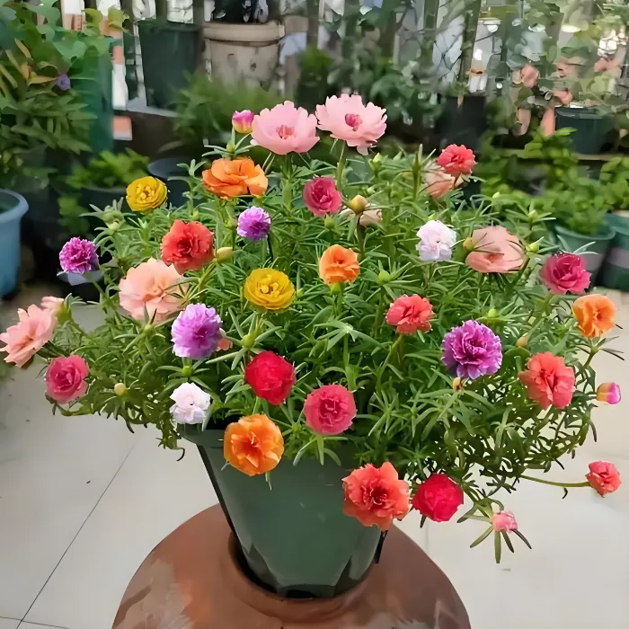 进口重瓣太阳花苗混色四季开花植物阳台外院好养花卉鲜花带花苞