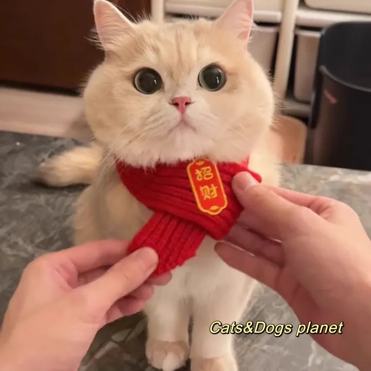 宠物新年围巾猫咪狗狗过年红色国围脖中国风秋冬保暖毛线针织喜庆