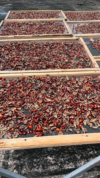 开边野生金樱子，道地广西品质可以泡酒，泡茶