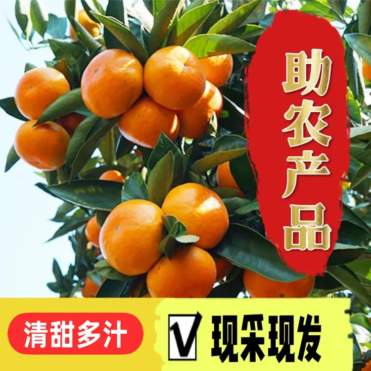 现采现发 湖北宜昌应季高山无籽手剥小蜜桔橘子新鲜多汁水果