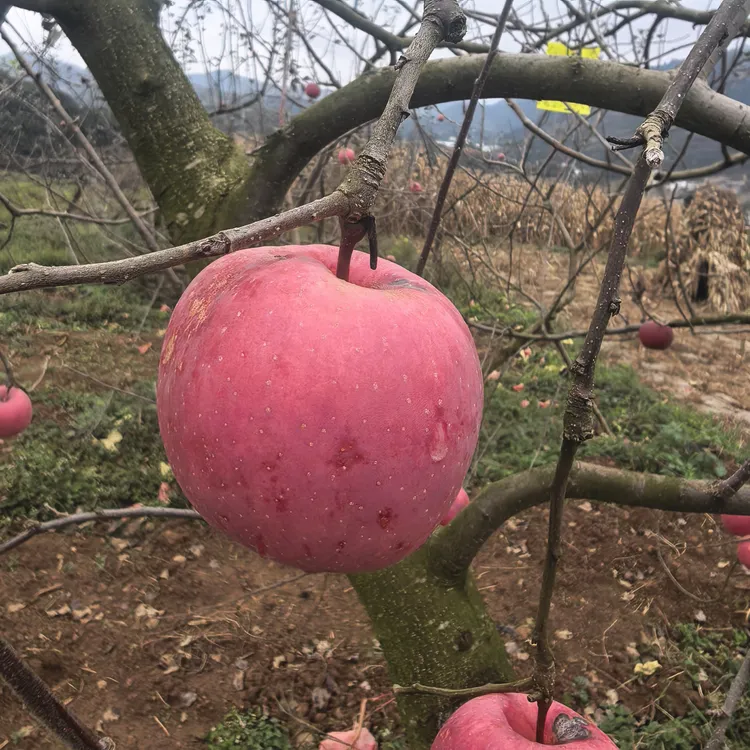 贵州毕节赫章德卓农家苹果新鲜现摘脆甜可口产地直发