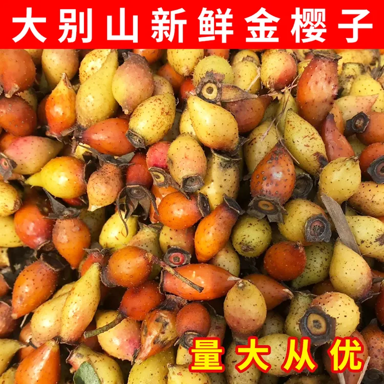 金樱子新鲜现摘大别山农家金樱子泡酒材料刺梨糖罐  量大从优