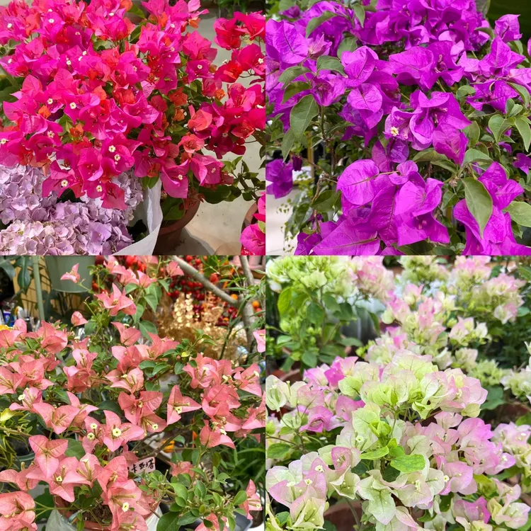 三角梅盆栽带花苞四季开花爬藤老桩阳台庭院易养活原盆原土发货