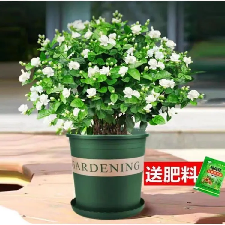 【带花发货】茉莉花苗盆栽重瓣浓香四季好养室内阳台庭院驱蚊花卉
