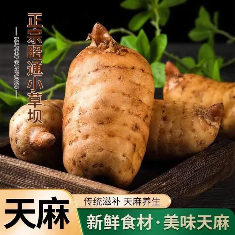 （中秋好礼云南鲜天麻仿野天麻现挖现发正宗小草坝鲜天麻煲汤炖肉）